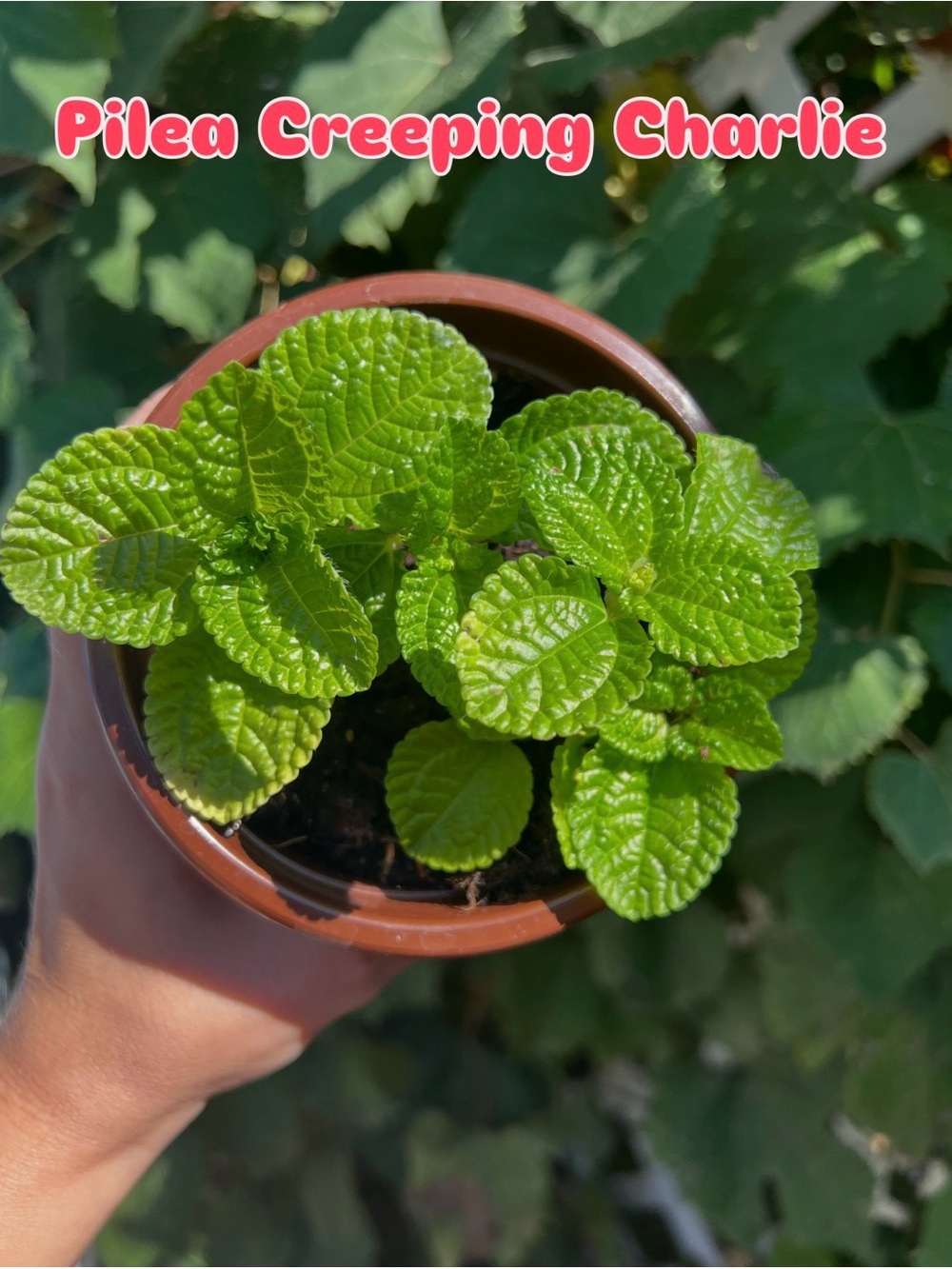Pilea Chreeping Charlie plant 4.5” nursery pot